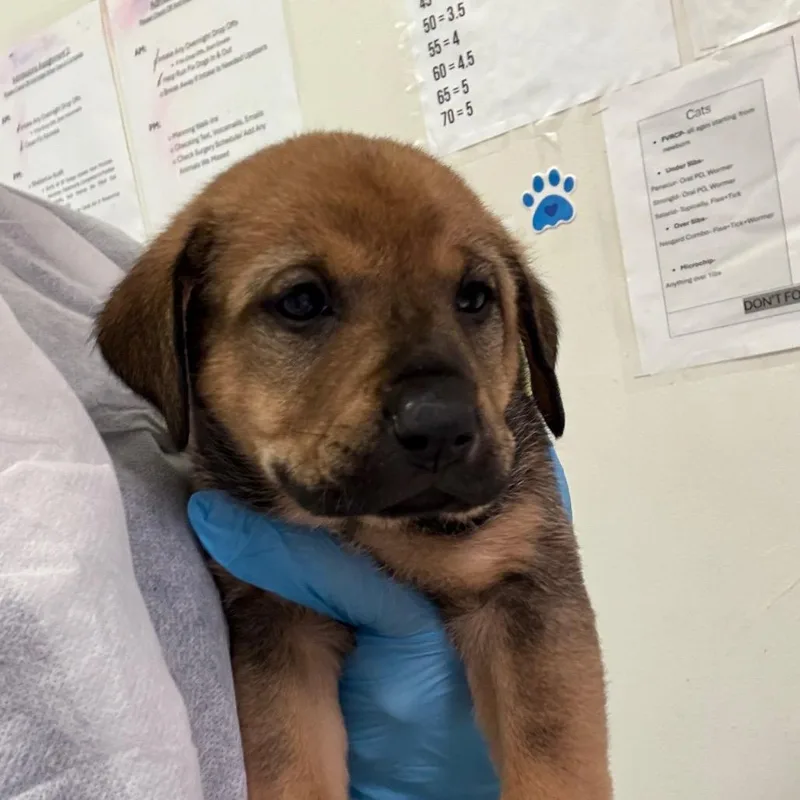 A baby small-sized female Yellow / Tan / Blond / Fawn Mixed Breed dog named Babie for adoption in Charleston, WV