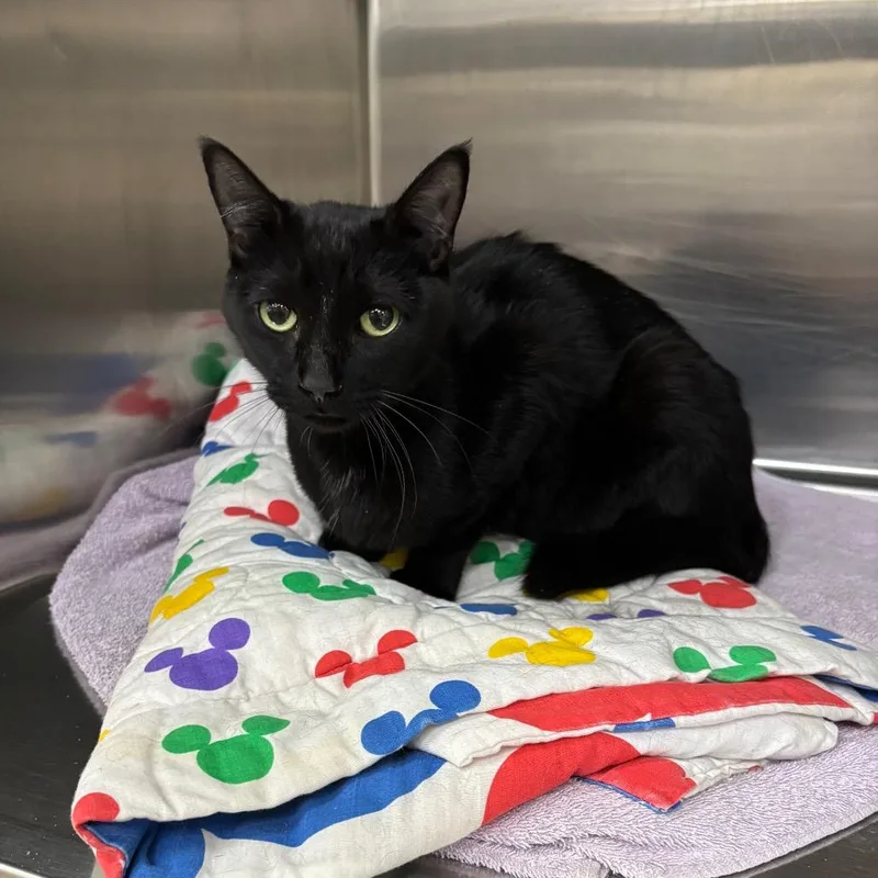 A young medium-sized female Domestic Short Hair cat named Buckly for adoption in Spokane, WA