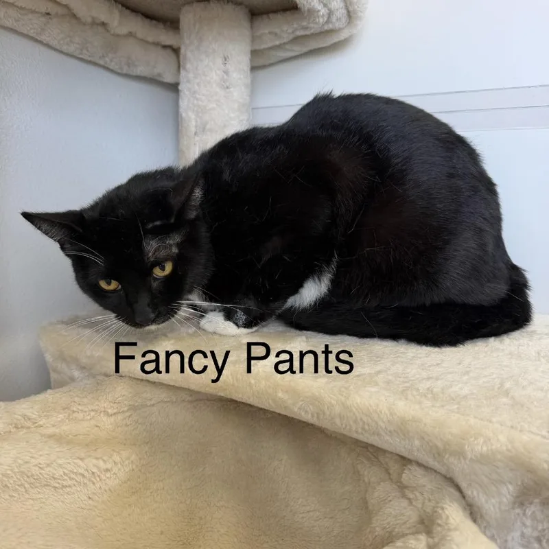Fancy Pants
