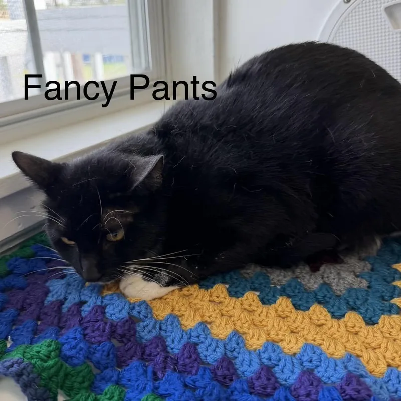 Fancy Pants thumbnail 2