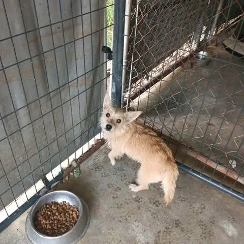 An adult small-sized female White / Cream Terrier dog named Dorothy for adoption in Dover, AR