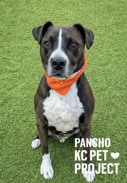 An adult large-sized male Black Pit Bull Terrier dog named Pancho for adoption in Kansas City, MO