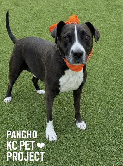 Pancho thumbnail 3
