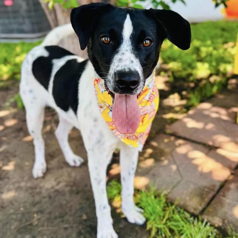 A young medium-sized male Black Pointer dog named Cooper for adoption in Elgin, TX