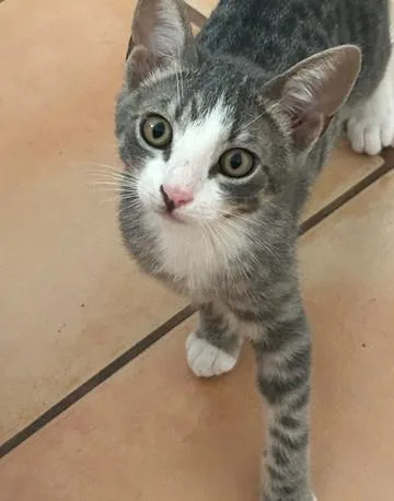 A baby small-sized male Domestic Short Hair cat named Smudge for adoption in Naples, FL