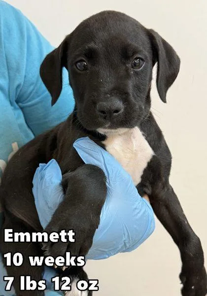 A young medium-sized male Retriever dog named Emmett for adoption in Buffalo, MN