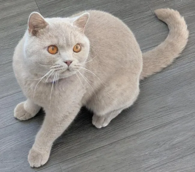 An adult medium-sized male British Shorthair cat named Beau for adoption in Kenosha, WI