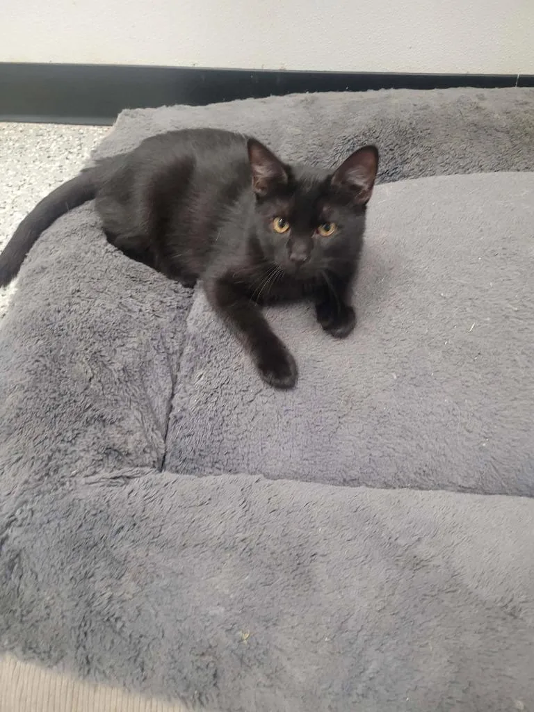 A baby medium-sized female Domestic Short Hair cat named Dal for adoption in Republic, MO