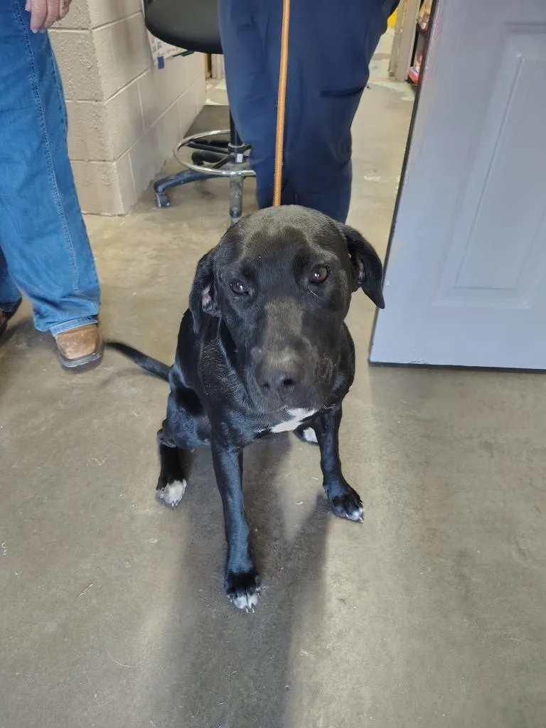 An adult medium-sized female Mixed Breed dog named Katie for adoption in Murray, KY