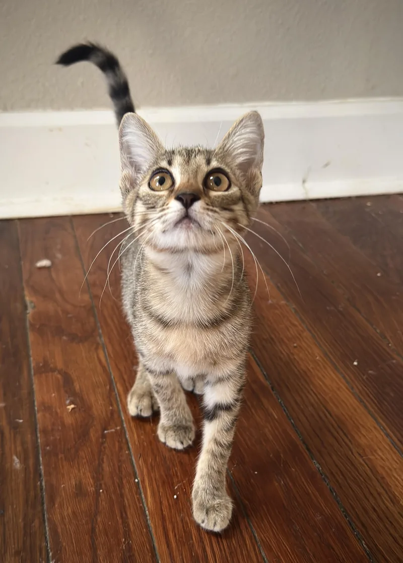 A baby medium-sized female Domestic Short Hair cat named Zucchini for adoption in Jacksonville, FL
