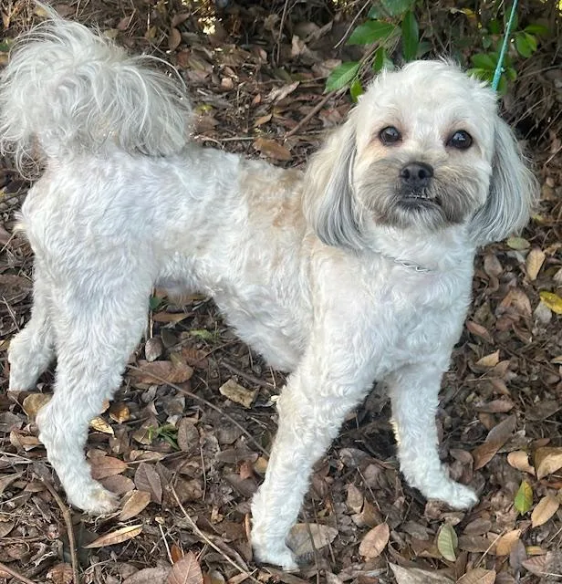 A young small-sized male White / Cream Miniature Poodle dog named Toby for adoption in Bell Gardens, CA