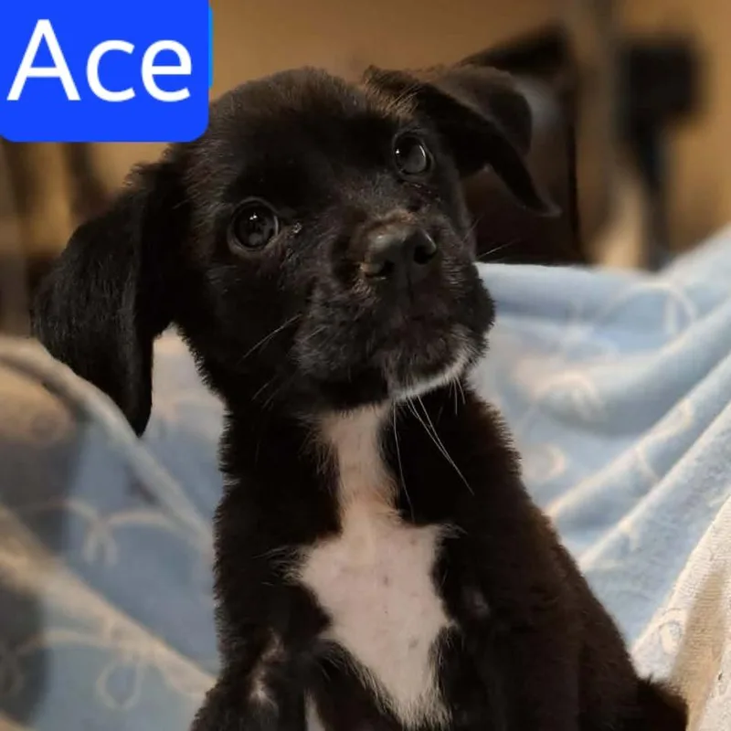 A baby medium-sized male Black Labrador Retriever dog named Ace for adoption in Alexandria, VA