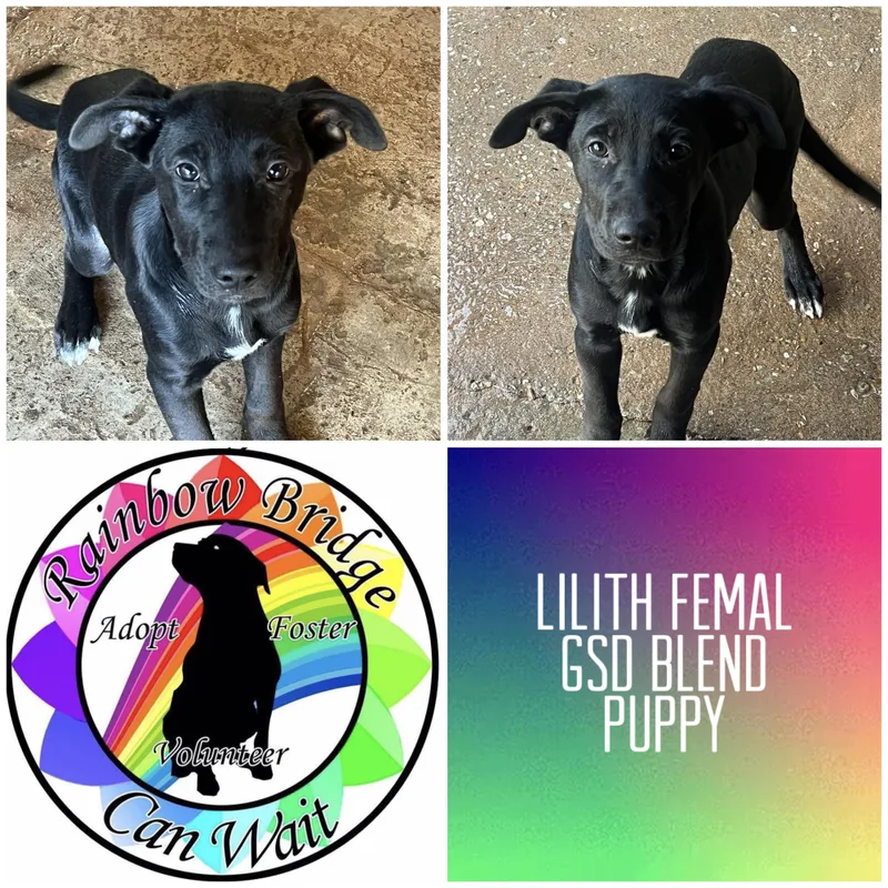 A baby large-sized female German Shepherd Dog dog named Lilith for adoption in Carnegie, OK