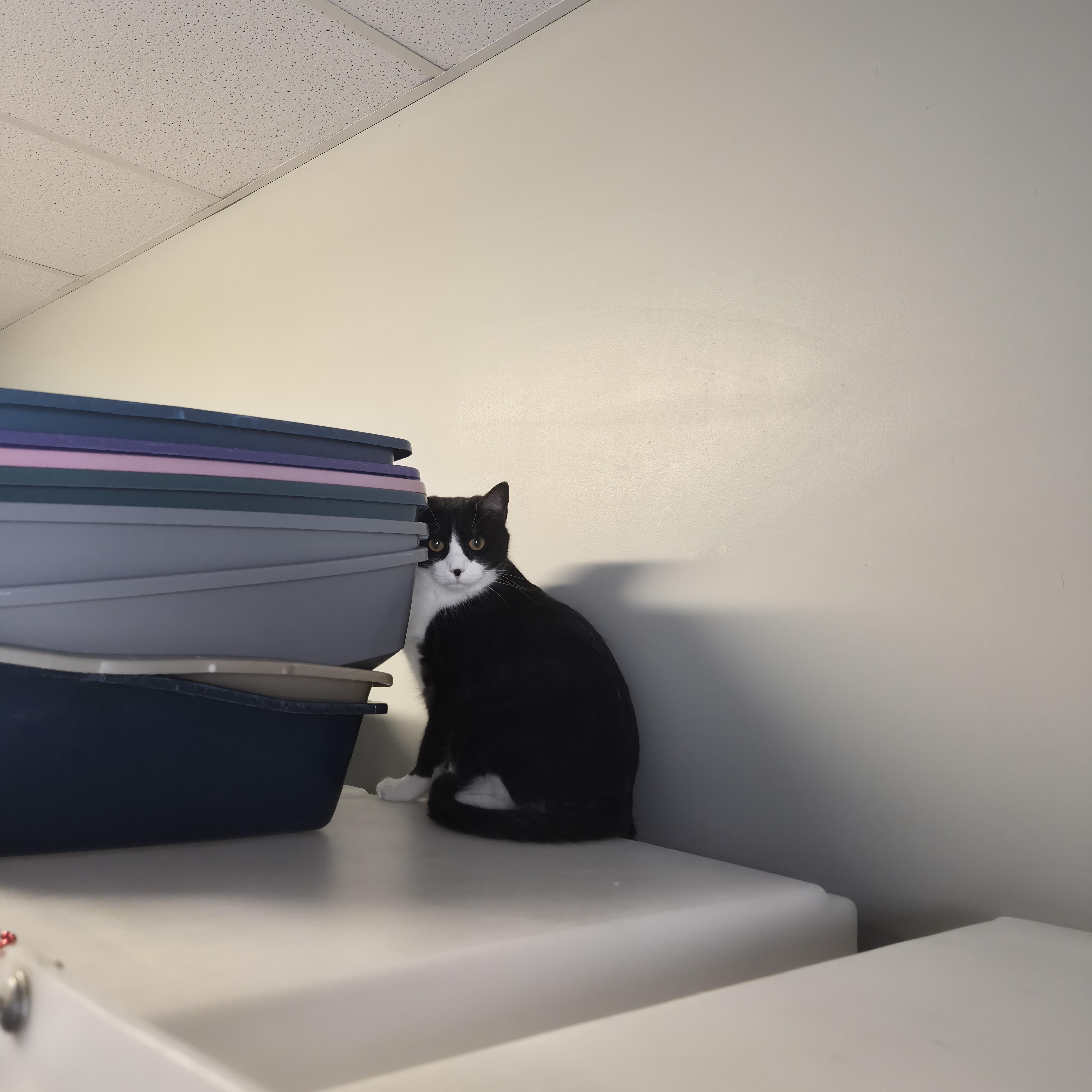 Mr. Beaumont thumbnail 3