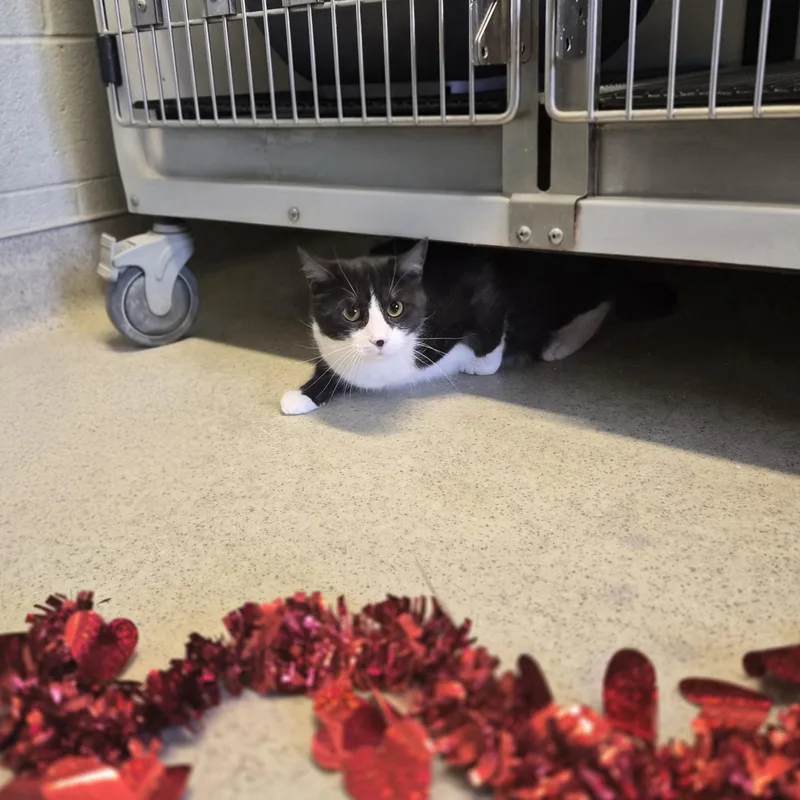 Mr. Beaumont thumbnail 4