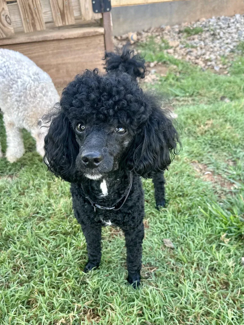 An adult small-sized male Poodle dog named Zeus Jun for adoption in Pacolet, SC