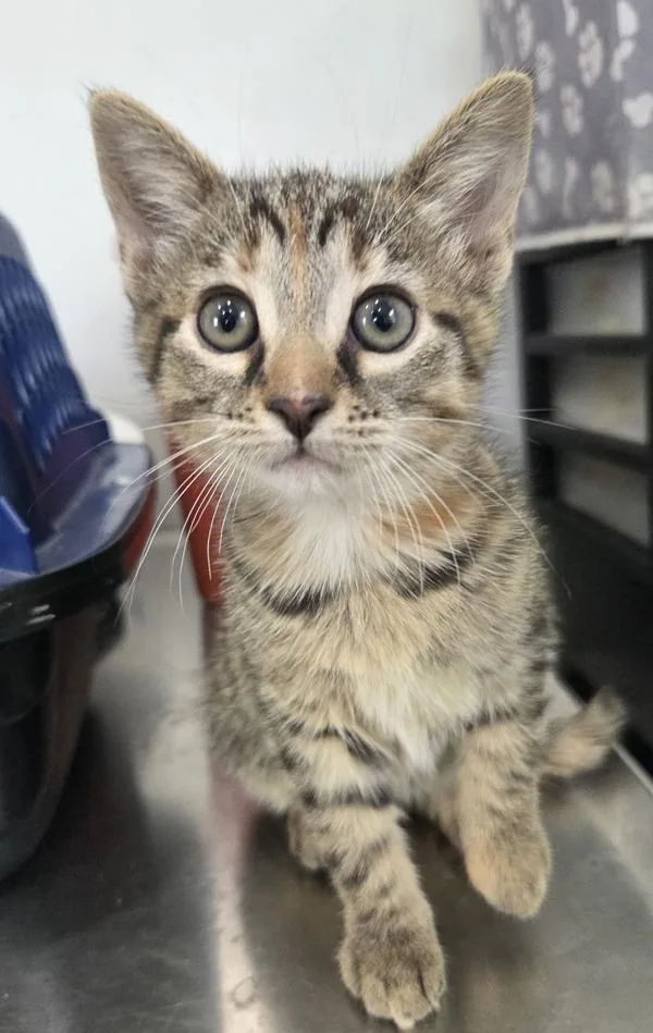 A baby small-sized female Domestic Short Hair cat named Violet for adoption in Cleveland, TN