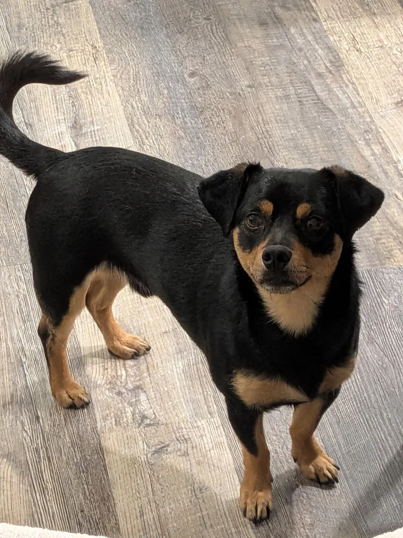 An adult small-sized male Dachshund dog named Twix for adoption in Orange, CA