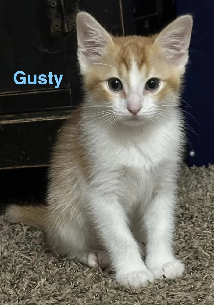 A baby small-sized male Orange & White Domestic Short Hair cat named Gusty for adoption in Blanchard, OK
