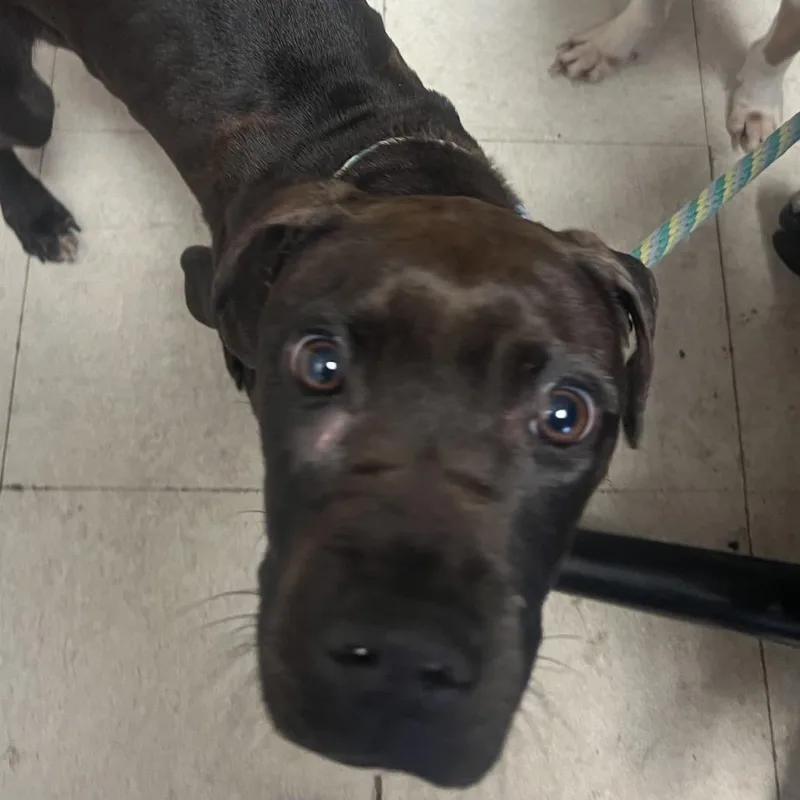 A young medium-sized male Brown / Chocolate Pit Bull Terrier dog named Patrick for adoption in Jacksonville, AR