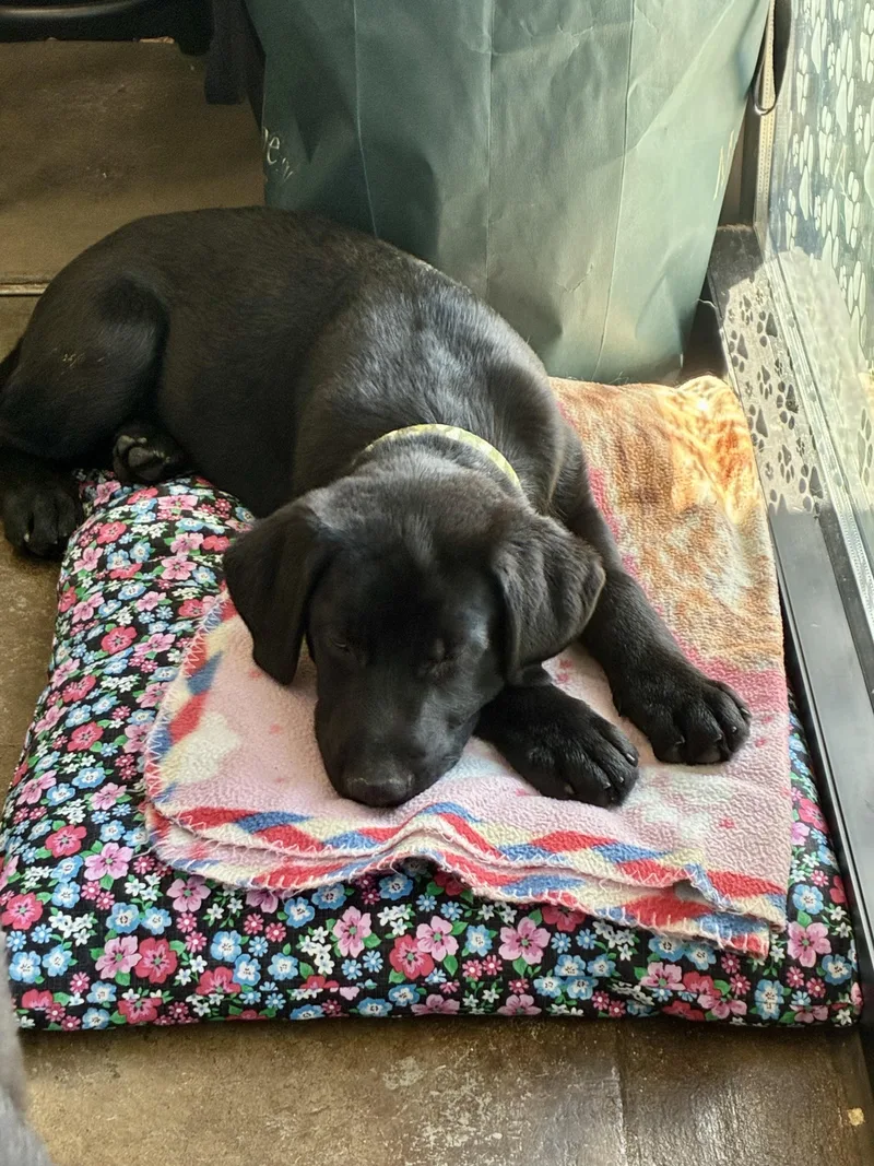 A young medium-sized male Black German Shepherd Dog dog named Hudson male H for adoption in Cincinnati, OH