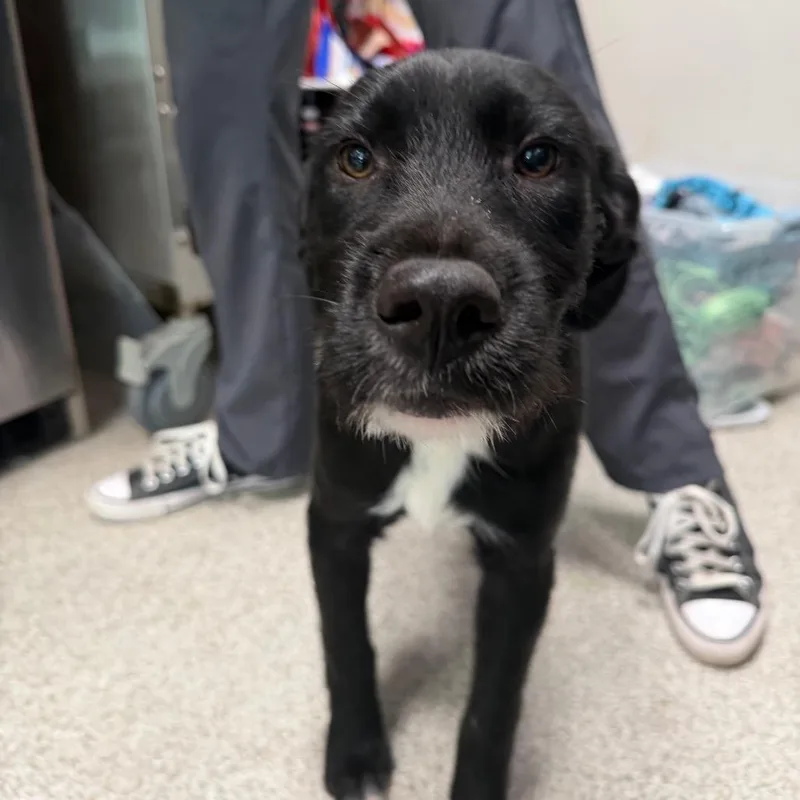 A baby small-sized female Black Mixed Breed dog named Carolina for adoption in Englewood, FL