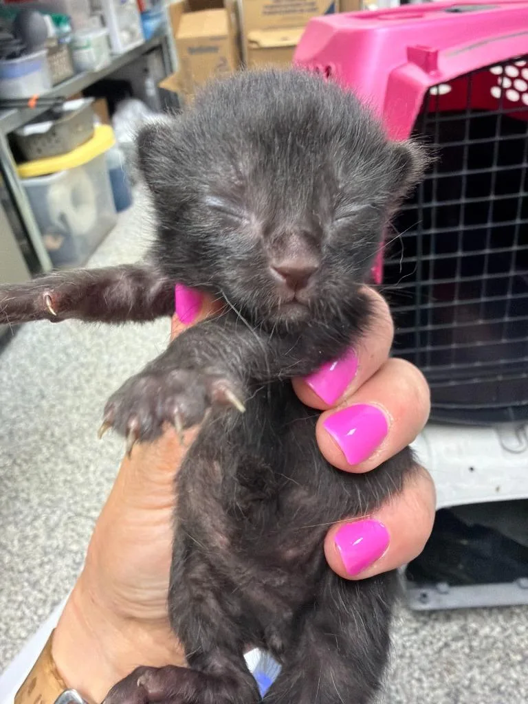 A baby medium-sized male Domestic Short Hair cat named Johnny Cash for adoption in Pomona, NY
