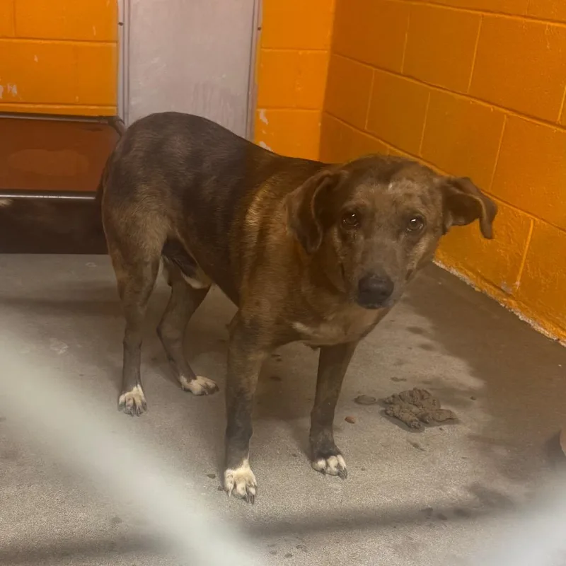 A baby medium-sized male Gray / Blue / Silver Mountain Cur dog named Spike for adoption in Shinnston, WV