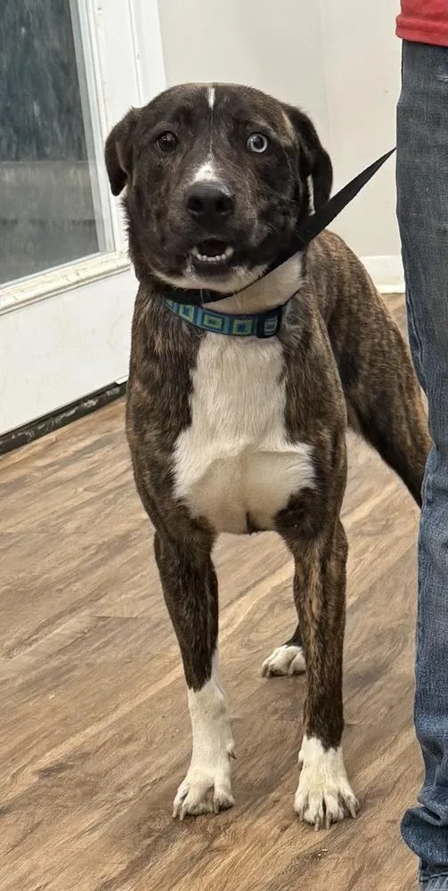 An adult medium-sized male Mountain Cur dog named Harvey for adoption in Boston, MA