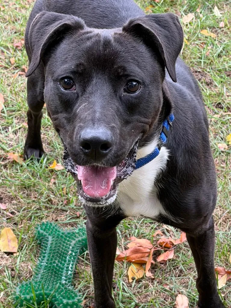 A young medium-sized male Boxer dog named Seven for adoption in Amery, WI