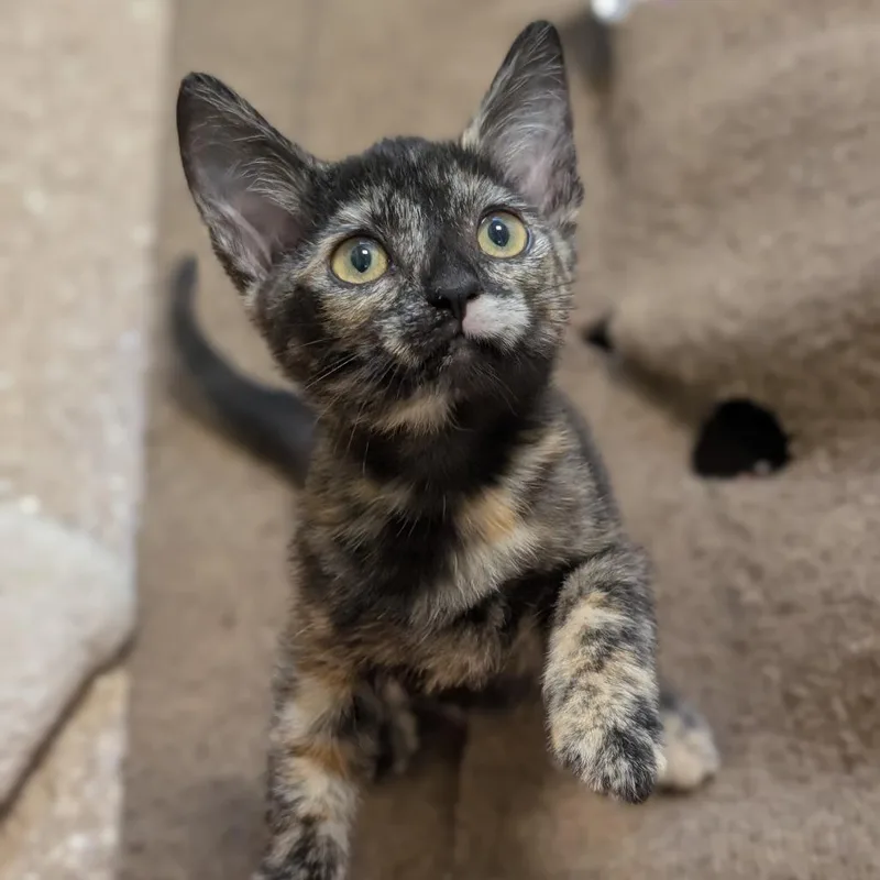 A baby small-sized female Domestic Short Hair cat named Pico for adoption in Sonoma, CA