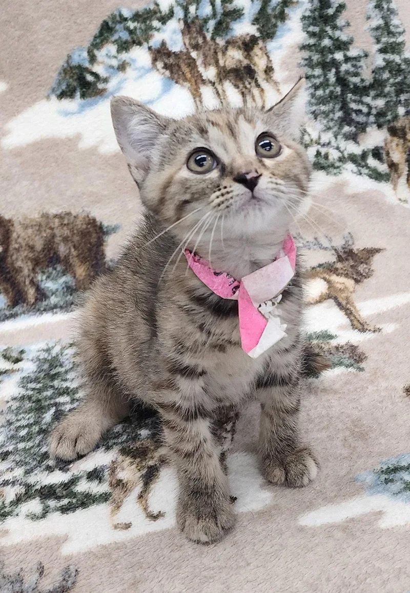 A baby medium-sized female Domestic Short Hair cat named Isolde for adoption in Wetumpka, AL
