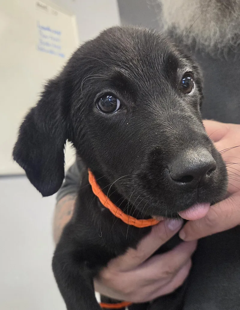 A baby large-sized female Black Labrador Retriever dog named Molly for adoption in Watertown, NY