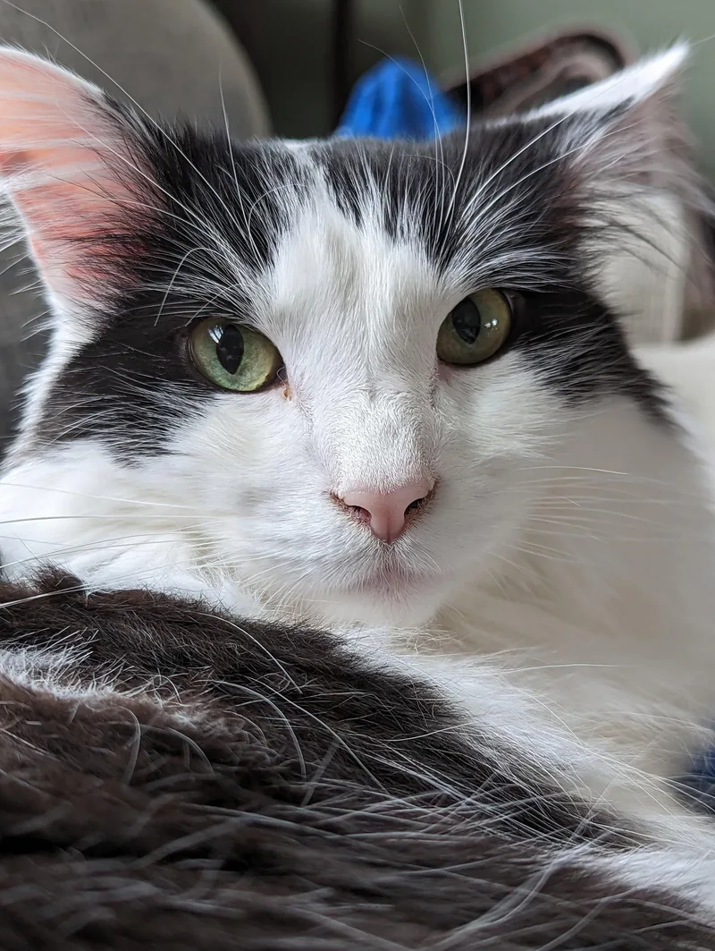Oreo