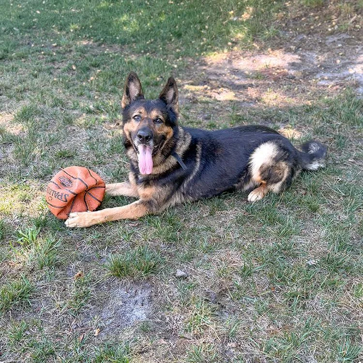 An adult large-sized male Tricolor (Brown, Black, & White) German Shepherd Dog dog named Rambo for adoption in Millburn, NJ