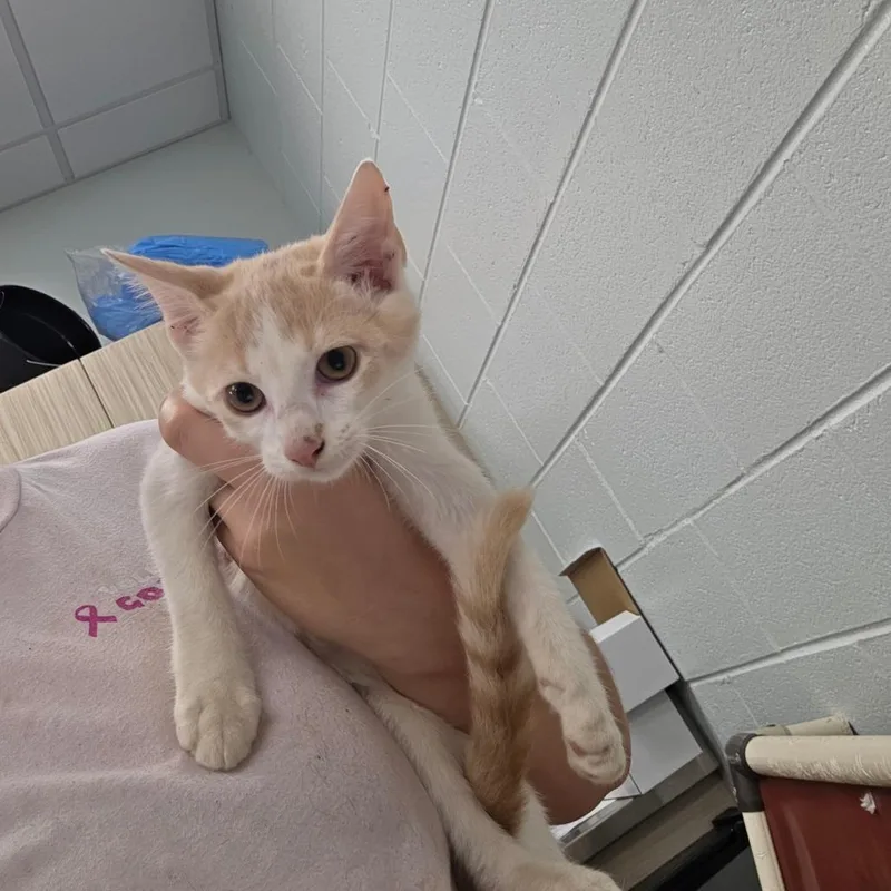 A baby small-sized male Buff / Tan / Fawn Domestic Short Hair cat named Dirt Boy for adoption in Chattanooga, TN