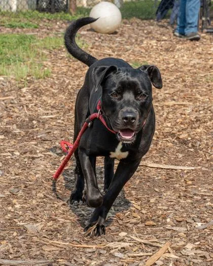 An adult large-sized male Mixed Breed dog named Buoy for adoption in Chamblee, GA