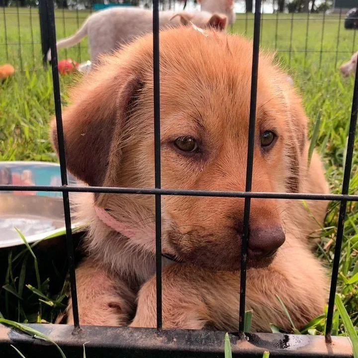 A baby small-sized male Brown / Chocolate Mixed Breed dog named Tagalong for adoption in Buffalo, MN