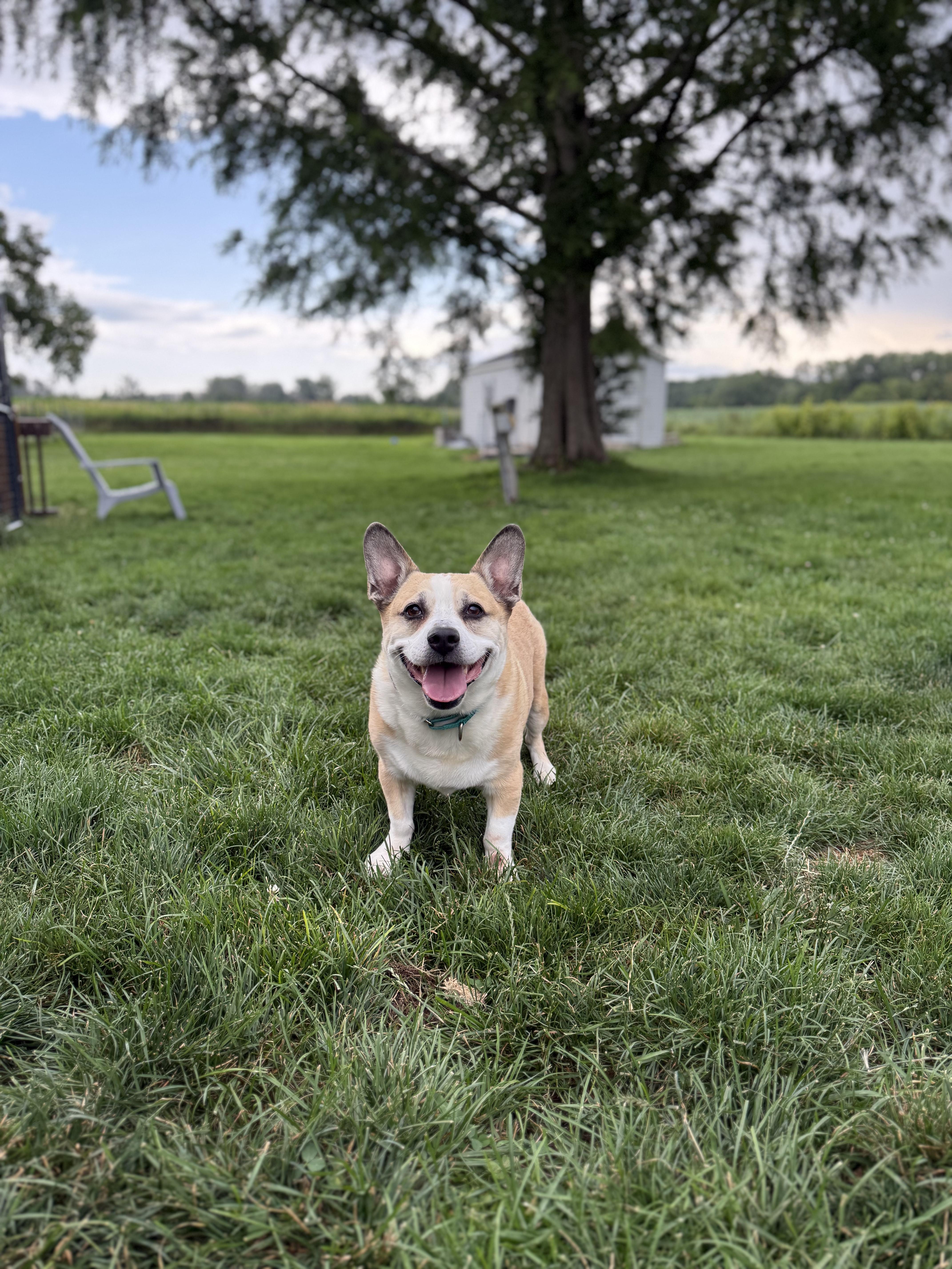 An adult medium-sized male Yellow / Tan / Blond / Fawn Corgi dog named Tato for adoption in Hilton, NY