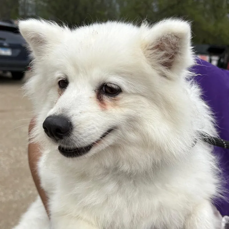 An adult small-sized female White / Cream American Eskimo Dog dog named Jean for adoption in Northbrook, IL