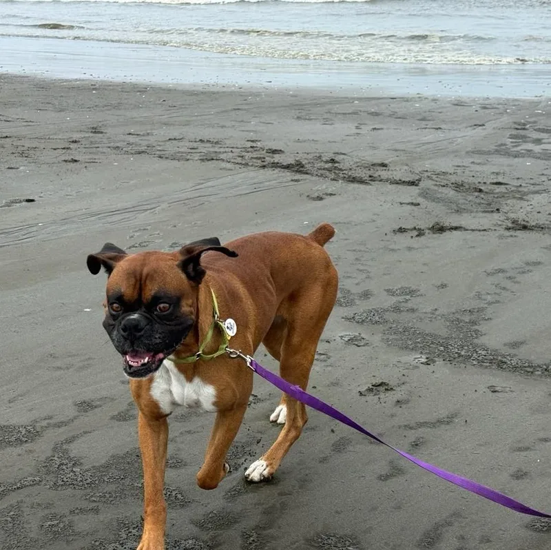 An adult medium-sized male Yellow / Tan / Blond / Fawn Boxer dog named Memphis for adoption in Stanwood, WA