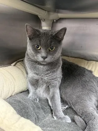 An adult medium-sized female Domestic Short Hair cat named Gizmo for adoption in Cumberland, MD