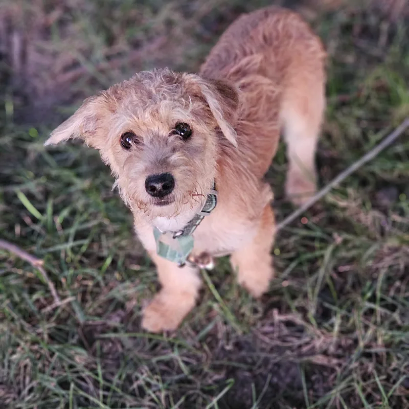 A baby small-sized female Apricot / Beige Wirehaired Dachshund dog named Biscuit sprinfield for adoption in O Fallon, IL