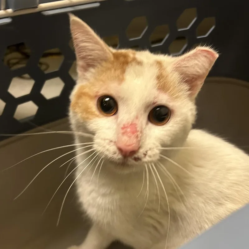 A young medium-sized male White Domestic Short Hair cat named Pb for adoption in Charlottesville, VA