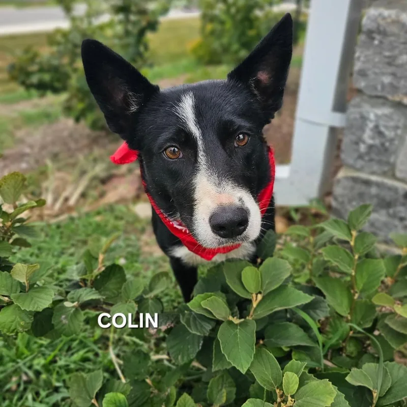 Colin