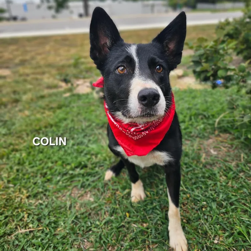 Colin thumbnail 2