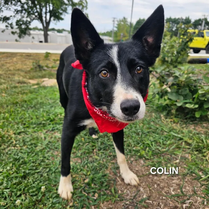 Colin thumbnail 3