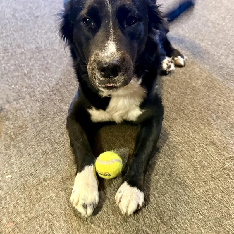 Sophie: Toy Stasher With thumbnail 2