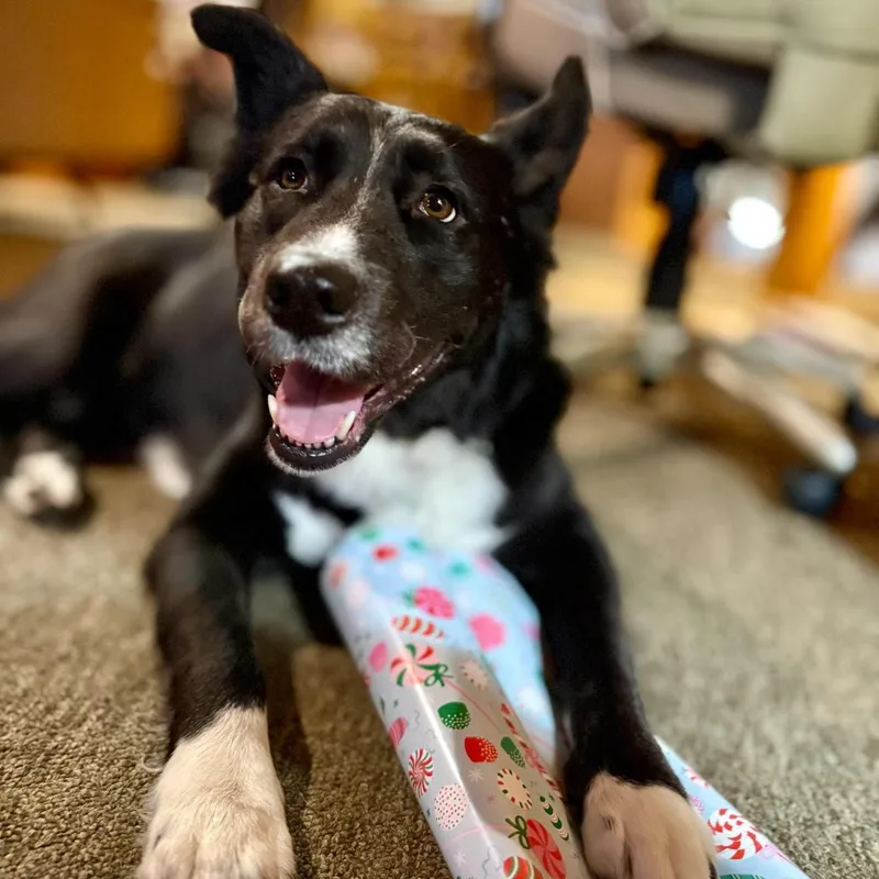 Sophie: Toy Stasher With thumbnail 3