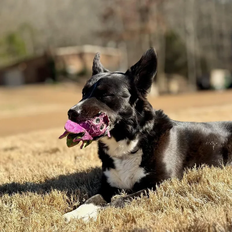 Sophie: Toy Stasher With thumbnail 4